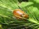 20. Anisoplia babylonica. 2011.04.02 K. Haim.jpg
