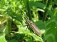 16. Agapanthia pustulifera. 2011.03.26. K. Ata.jpg