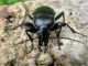 26. Carabus sidonius elonensis 2011.03.06.jpg