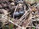 34. 2011.02.24. Odontocarus samson.jpg