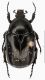 Protaetia funesta_dorsal.jpg