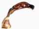 Protaetia funesta_genital_laternal.jpg