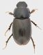 Aphodius_Campo_Felice_2_5mm_grey.jpg
