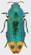 Castiarina_ocelligera_11mm.jpg