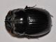 Scarabaeidae - Coprini - Copris (Copris) sp male - 15 mm -20111003_144.jpg