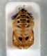 Coccinella pupa.jpg