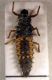 Coccinella larva.jpg
