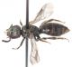 Halictidae-Lateral.jpg