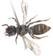 Halictidae-Down.jpg