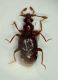 Bryaxis porsenna1 1.6mm Roffeno 02.X.11.JPG