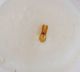 Bryaxis porsenna2 1.6mm Roffeno 02.X.11.JPG