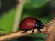 Chrysomelidae - Chrysolina sp - 8 mm -20110823_104.jpg