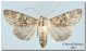 Polymixis sublutea03_Carini_Ciachea_15 X 2009.jpg