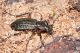 IMG_9724_Carabus_clathratus.JPG