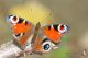IMG_9731_Aglais_io.JPG