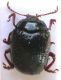 Crysomelidae.JPG