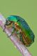 Cetonia2_1000.jpg