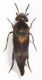 Mordellidae giugnoDet24.JPG