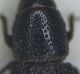 Brachytemnus porcatus-pronoto.JPG