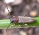 cardoria_scutellata_female.JPG