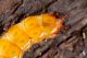 IMG_9799_Cucujus.JPG