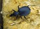 Cychrus italicus_Campigna_066.jpg