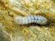 Rhagium bifasciatum_La Calla_larva_035.jpg