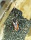 Rhagium bifasciatum_La Calla_male_060.jpg