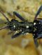 Rhagium bifasciatum_La Calla_male_044.jpg