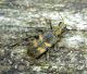 Rhagium mordax_Campigna_071.jpg