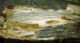 Saphanus piceus_M_Falco_gallerie_031.jpg