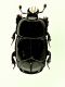 Hololepta plana 03.JPG