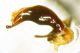 Carabid_g.jpg