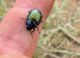 23. Chrysolina bicolor. desert Negev. 2011.05.06..jpg