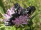 4. 2011.04.14. Oxythyrea, cteniopus.jpg