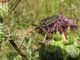 11. 2011.04.14. Agapanthia.jpg