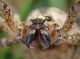 zoropsis peli.JPG