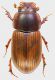 Aphodiidae_1_Campaegli_10-X-2011_7,6mm_grey.jpg
