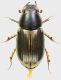 Aphodiidae_2_Campaegli_10-X-2011_4,7mm_grey.jpg