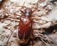 Apatophysis barbara-f_Algeria.jpg