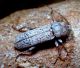 Zygoferus pubescens.jpg