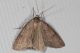 CacciaLuceNera0011.JPG