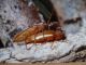 Tetropiopsis numidica_1.jpg