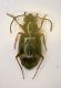 Carabide 2.5mm Ziribega 9.X.2011.JPG