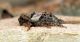 pogonocherus pepa 020.jpg