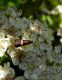 Adelidae sp. San Nicolo 17 maggio 2011 036.jpg