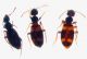 Anticidi_Asinara_Z-1576 Montage.jpg