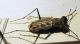 cicindela1.jpg