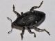 Curculionidae - 15 mm - IS.jpg