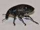Curculionidae - 15 mm - IS-.jpg